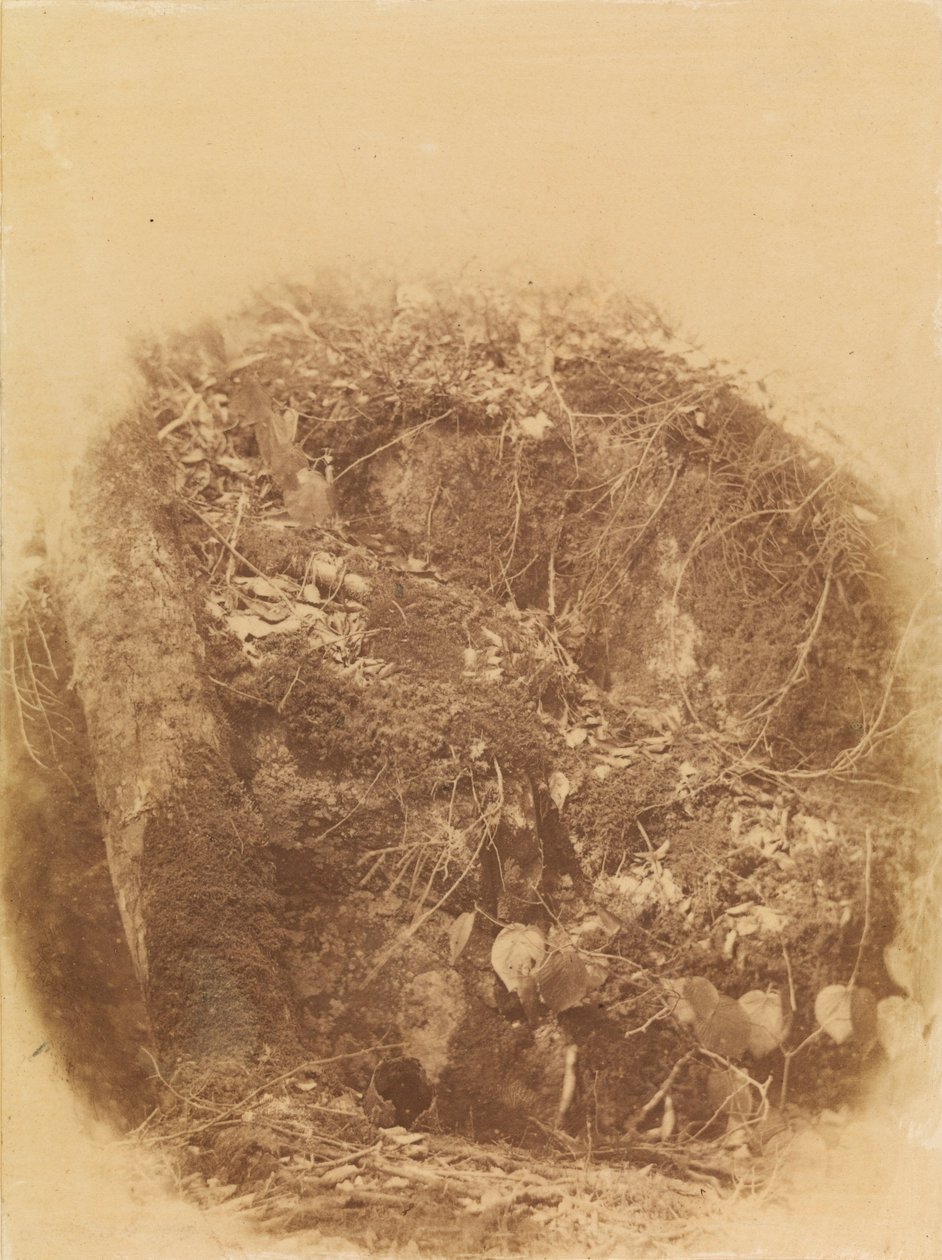 Senza titolo, dal portfolio The Forest: Boschi Adirondack da William James Stillman