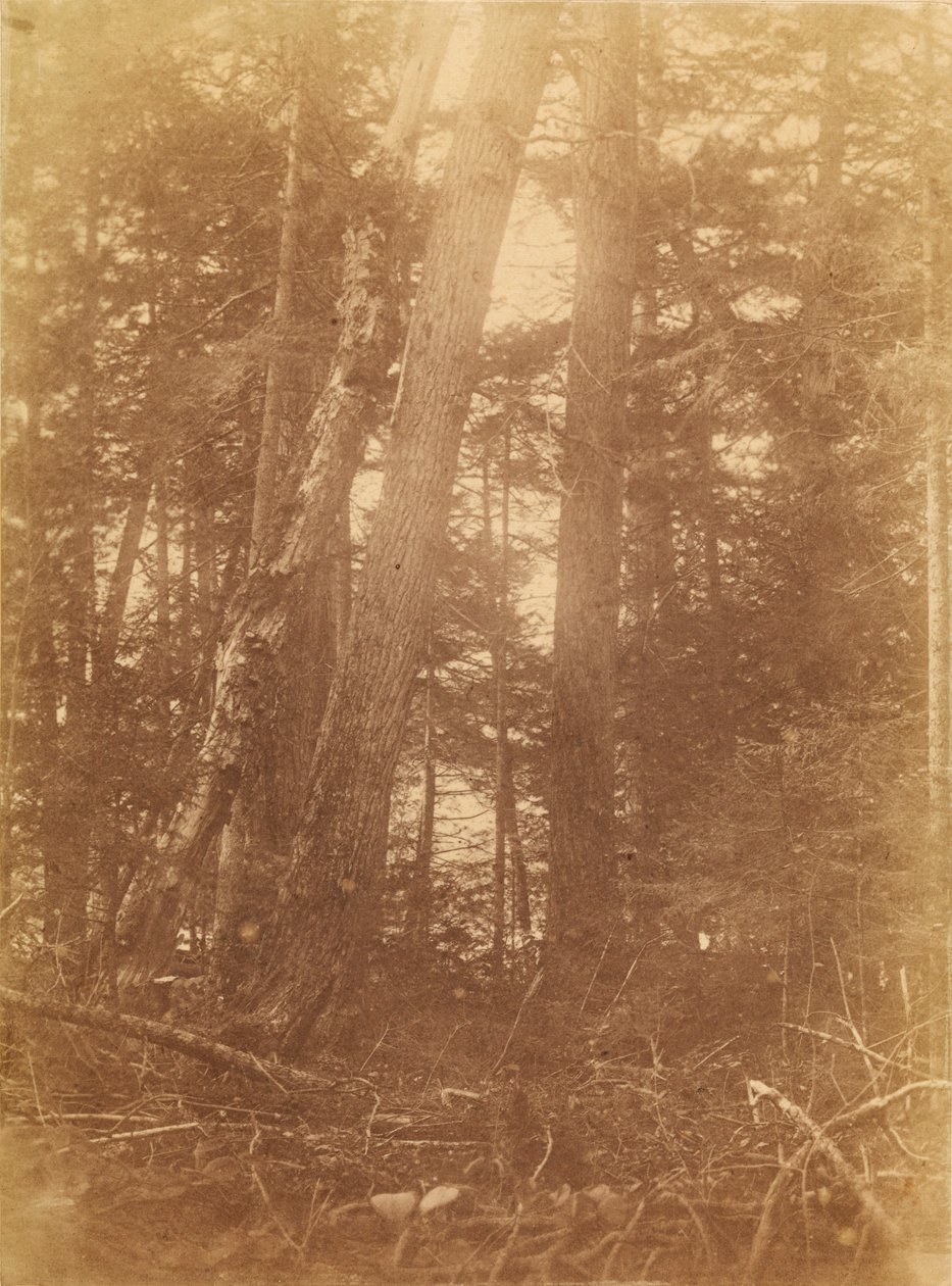 Senza titolo, dal portfolio The Forest: Boschi Adirondack da William James Stillman