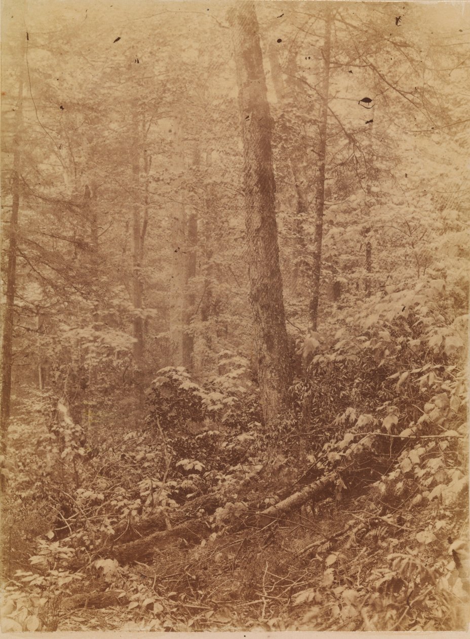Senza titolo, dal portfolio The Forest: Boschi Adirondack da William James Stillman