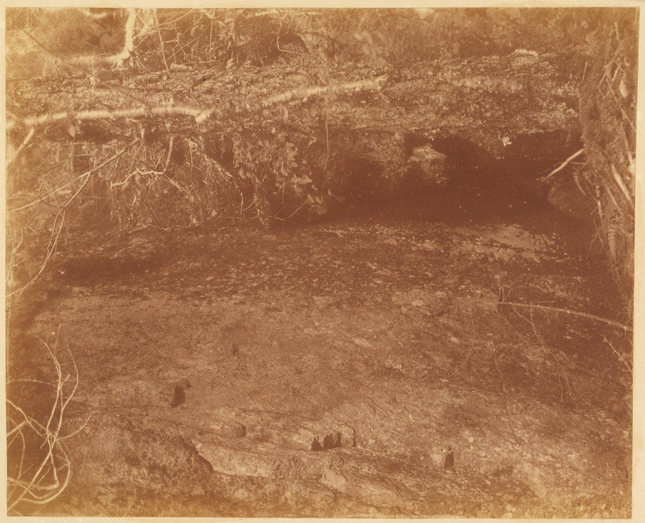 Senza titolo, dal portfolio The Forest: Boschi Adirondack da William James Stillman