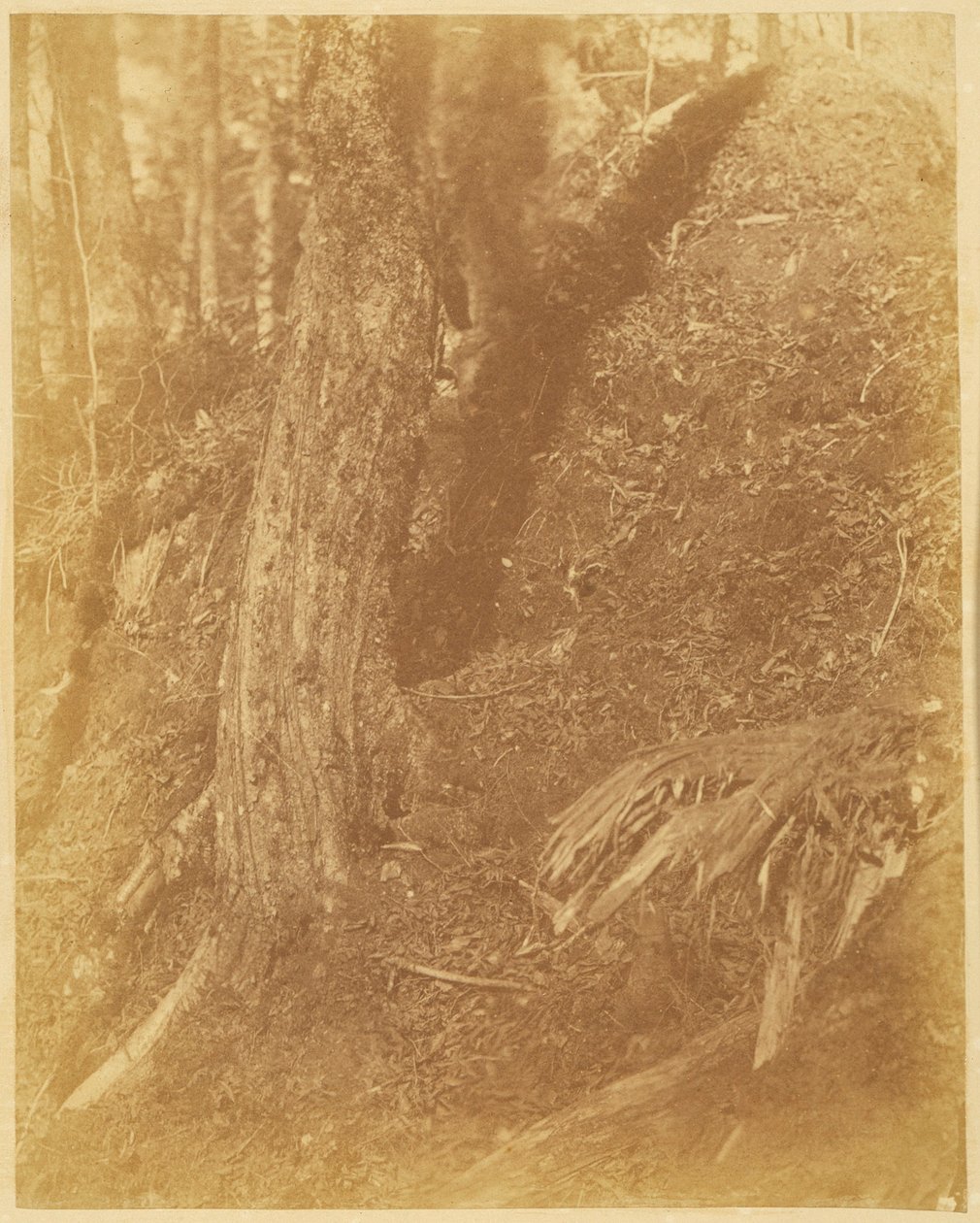Senza titolo, dal portfolio The Forest: Boschi Adirondack da William James Stillman