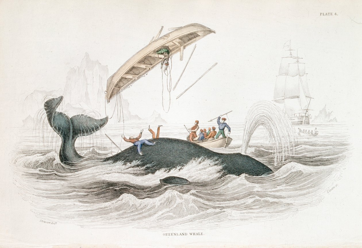 Arpionamento di una balena della Groenlandia che ha rovesciato una delle barche attaccanti, 1837 da William Jardine