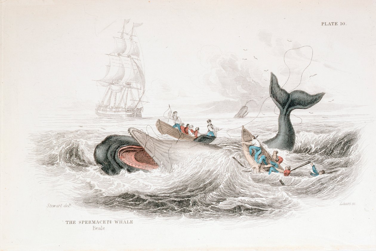 Caccia a un capodoglio, 1837 da William Jardine