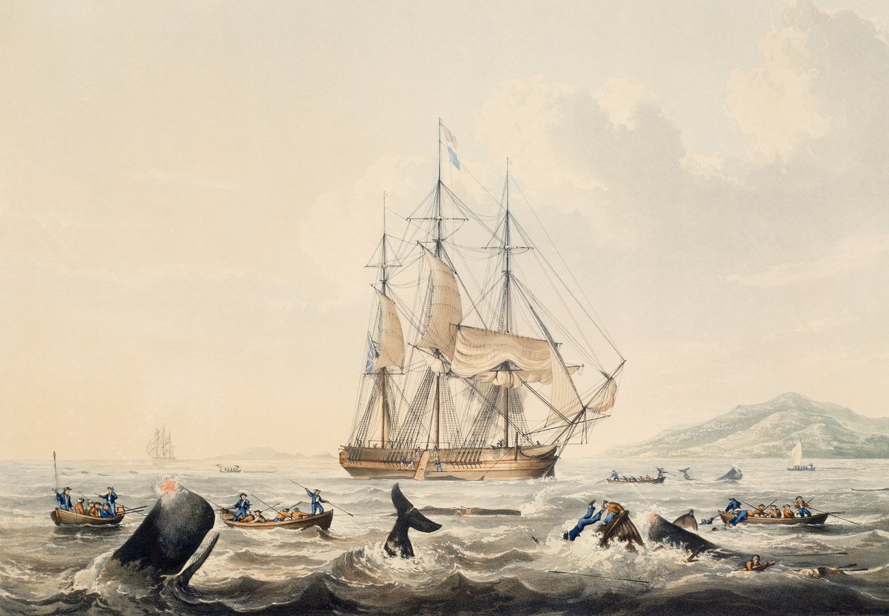 Caccia alla balena nei mari del sud, incisione di William John Huggins da William John Huggins