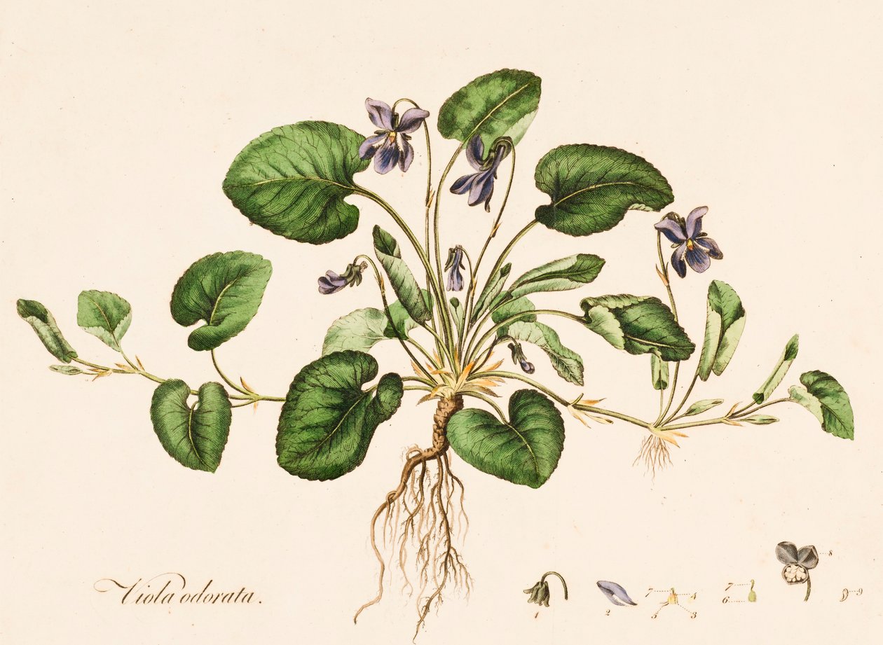 Viola odorata, Violetta, c1770-1790 da William Kilburn
