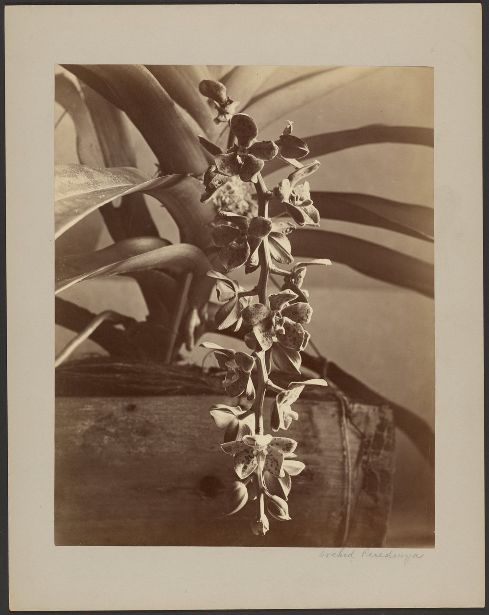 Orchidee, Ceylon da William Louis Henry Skeen