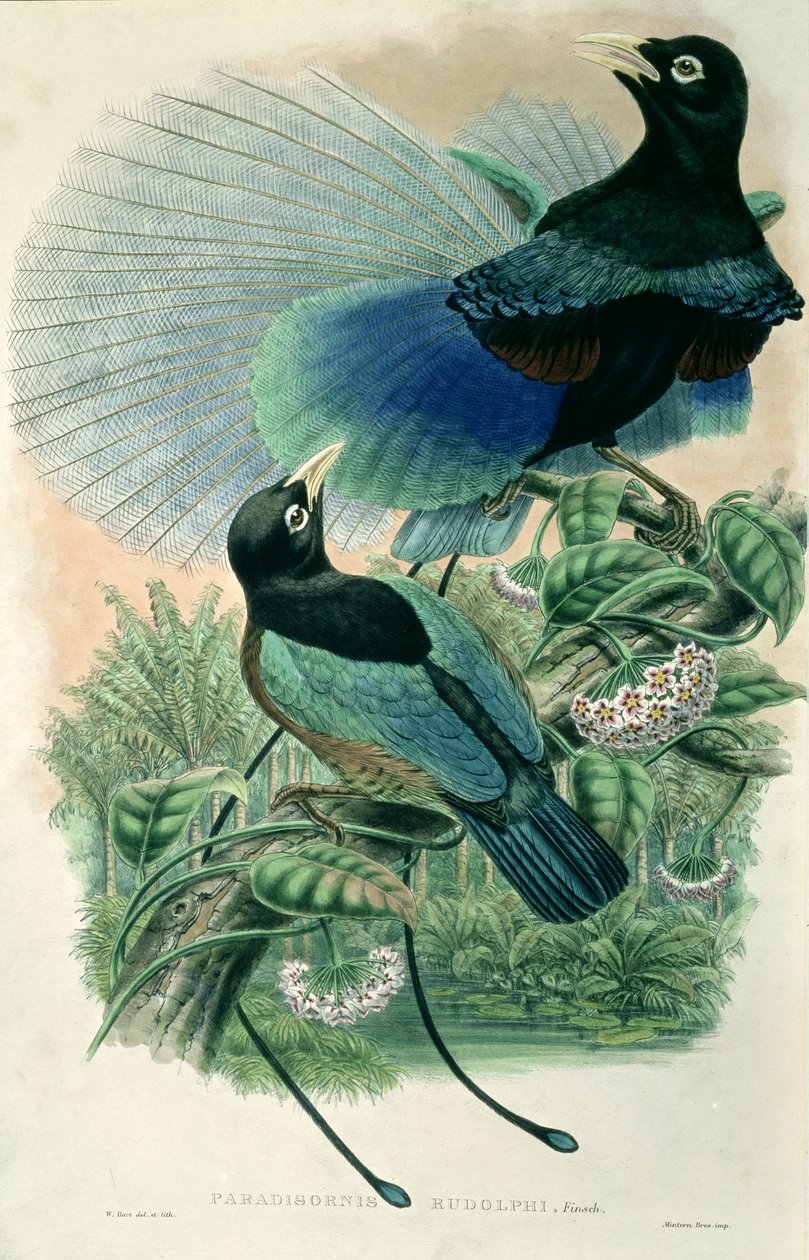 Uccello del Paradiso Blu (litografia a colori) da William Matthew Hart