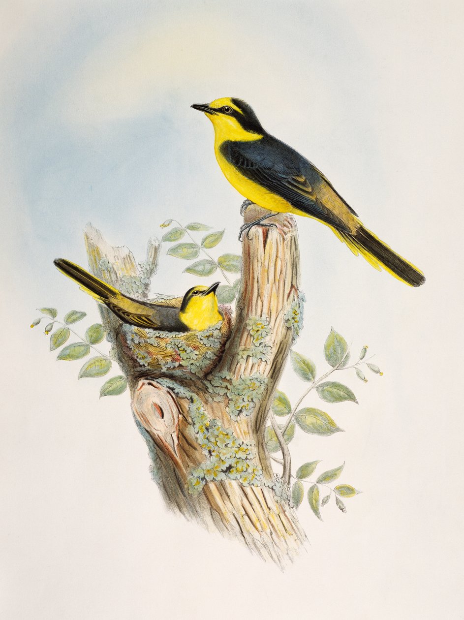 Minivet dal groppone marrone (Pericrocotus cantonensis), litografia da Birds of Asia da William Matthew Hart