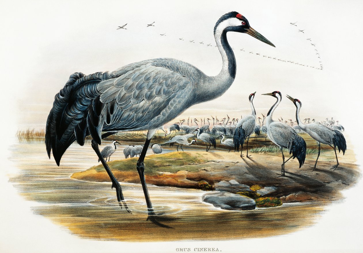 Gru comune (Grus cinerea), litografia da Birds of Great Britain da William Matthew Hart