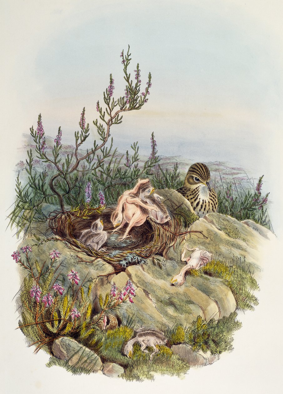 Cuculo comune, di John Gould (1804-1881), litografia di William Matthew Hart (1830-1908), Regno Unito da William Matthew Hart