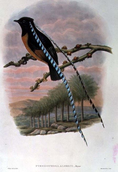 Pteridophora Alberti, Uccello del Paradiso Re di Sassonia da William Matthew Hart
