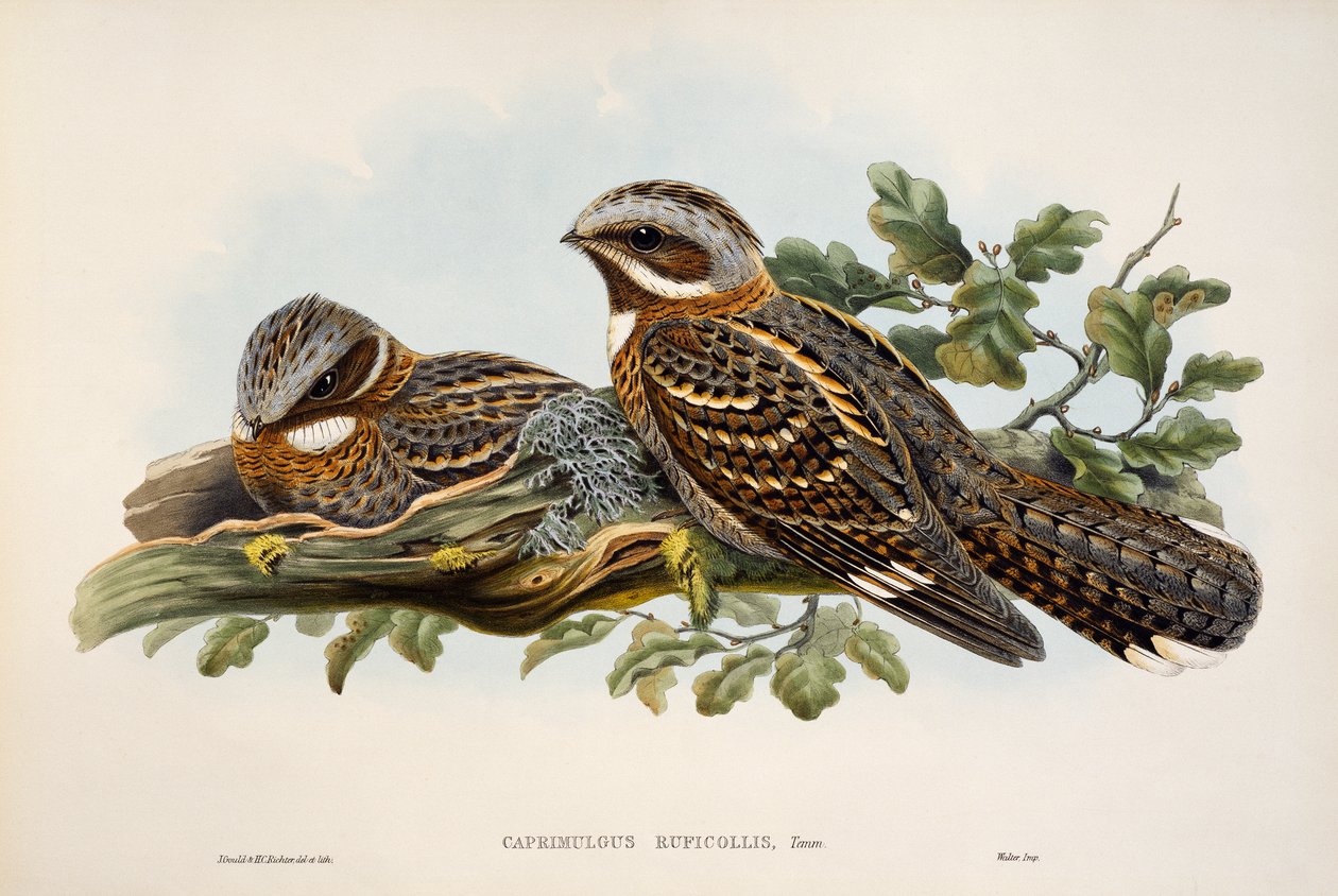 Succiacapre dal collo rosso (Caprimulgus ruficollis), litografia da "Uccelli della Gran Bretagna" da William Matthew Hart