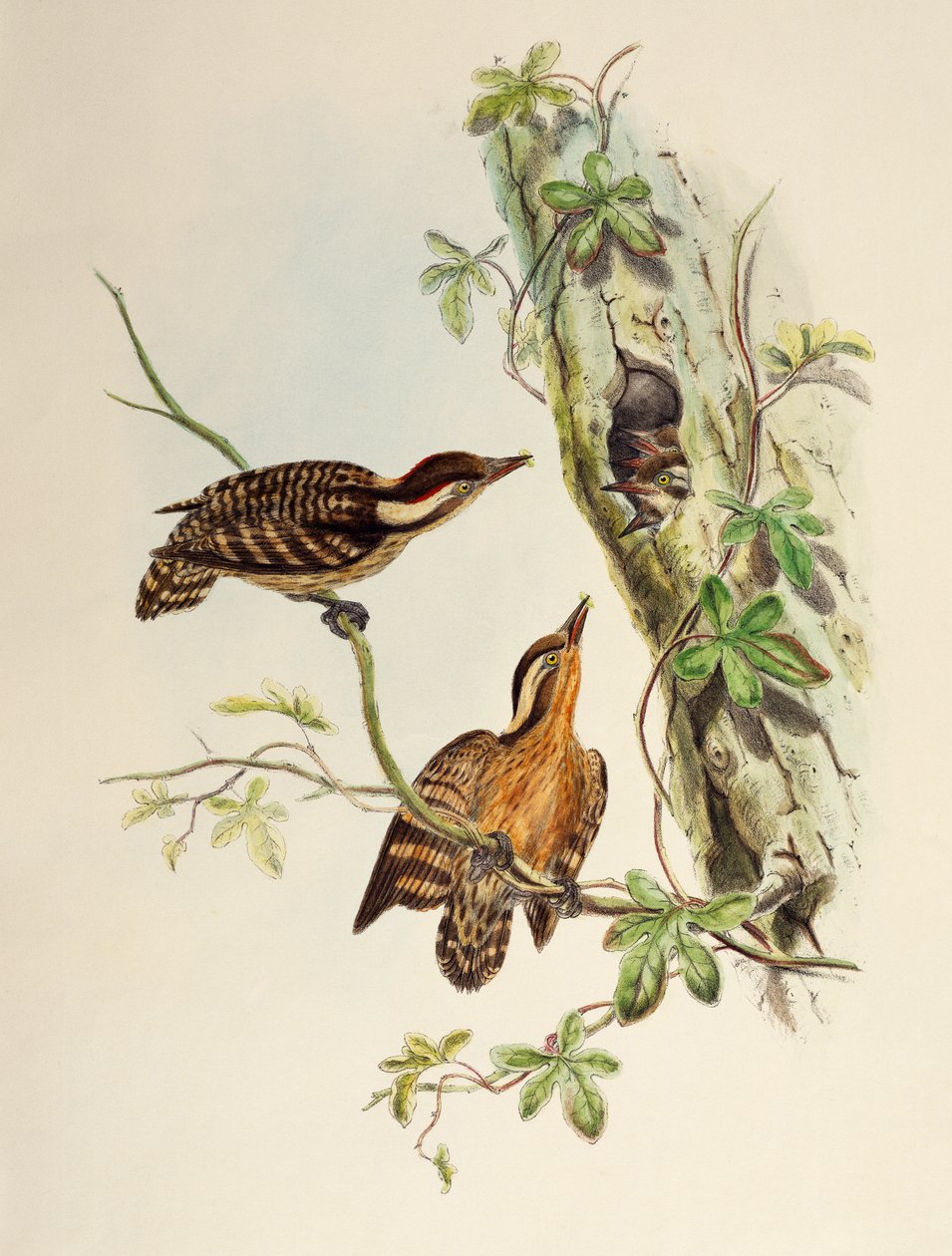 Picchio di Sunda (Dendrocopos moluccensis), litografia da Birds of Asia da William Matthew Hart