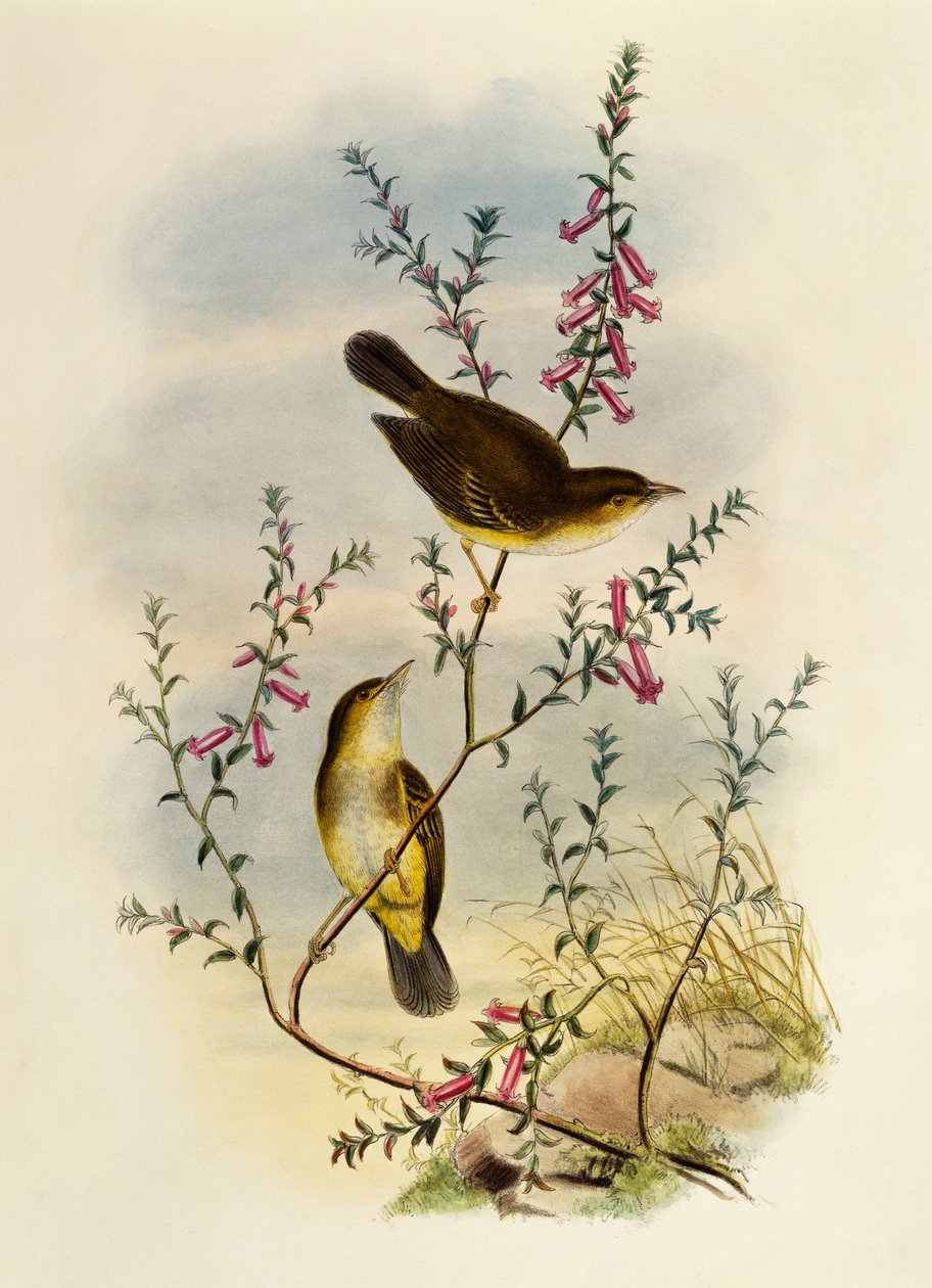 Pigliamosche macchiato bianco (Pseudogerygone notata) inciso da William Matthew Hart da William Matthew Hart