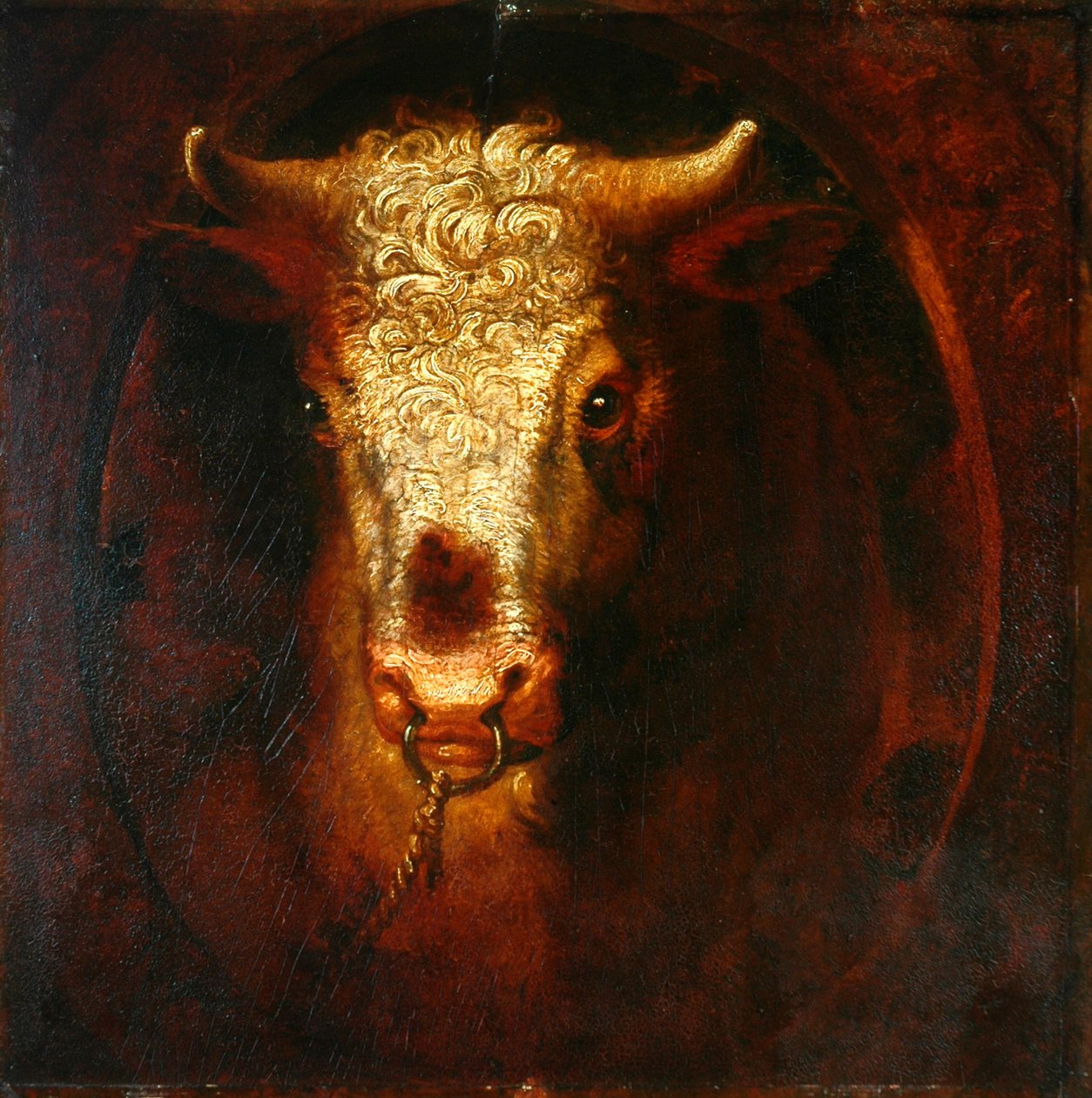 La testa del toro da William Overend Geller