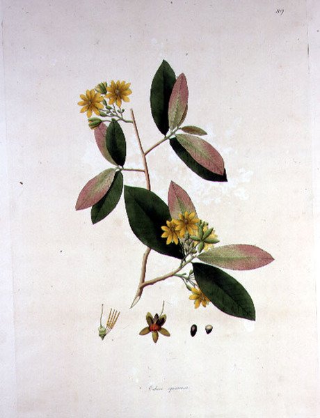 Ochna squarrosa, illustrazione da 