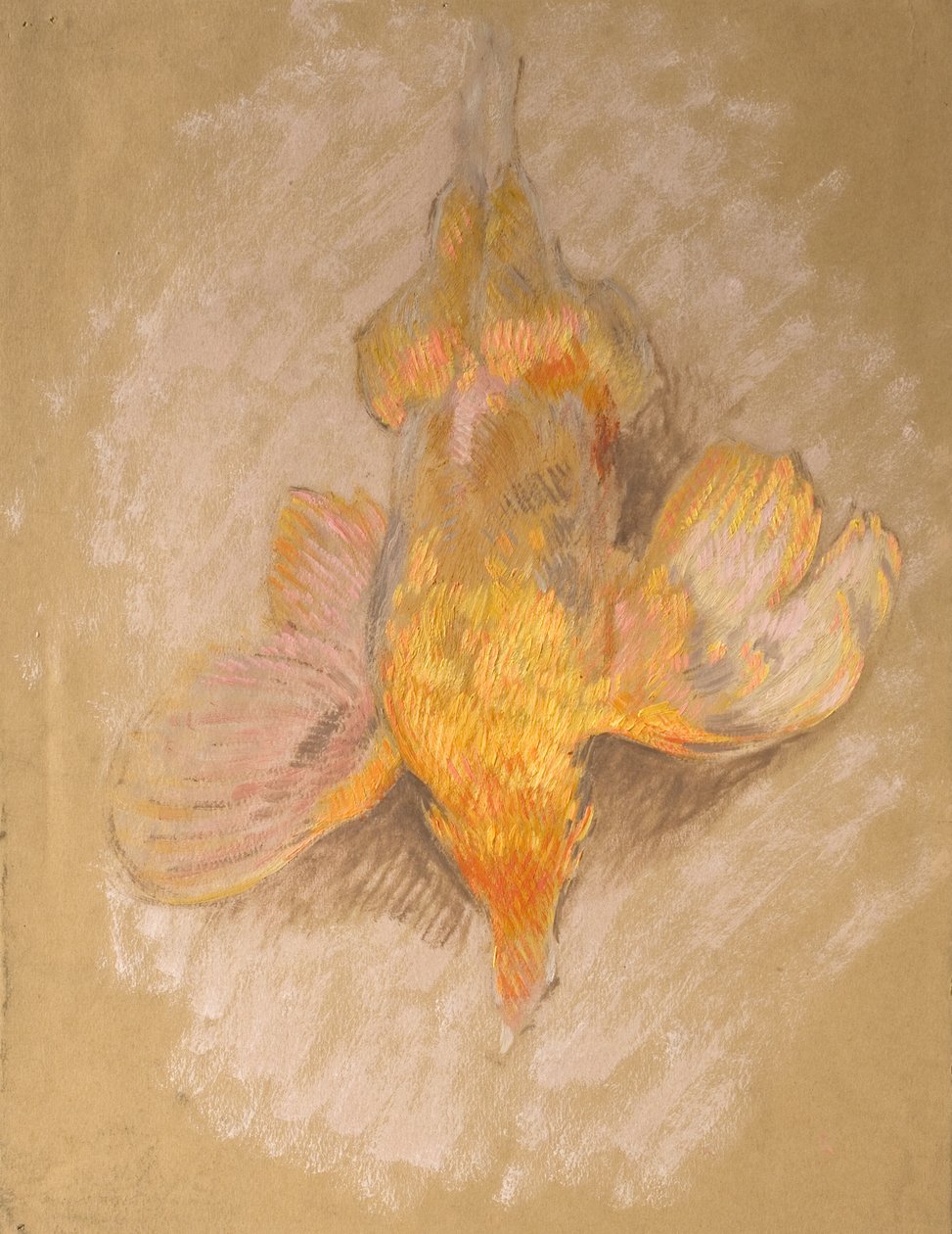Studio di un uccello per Highland Raiders, c.1918 da William Shackleton