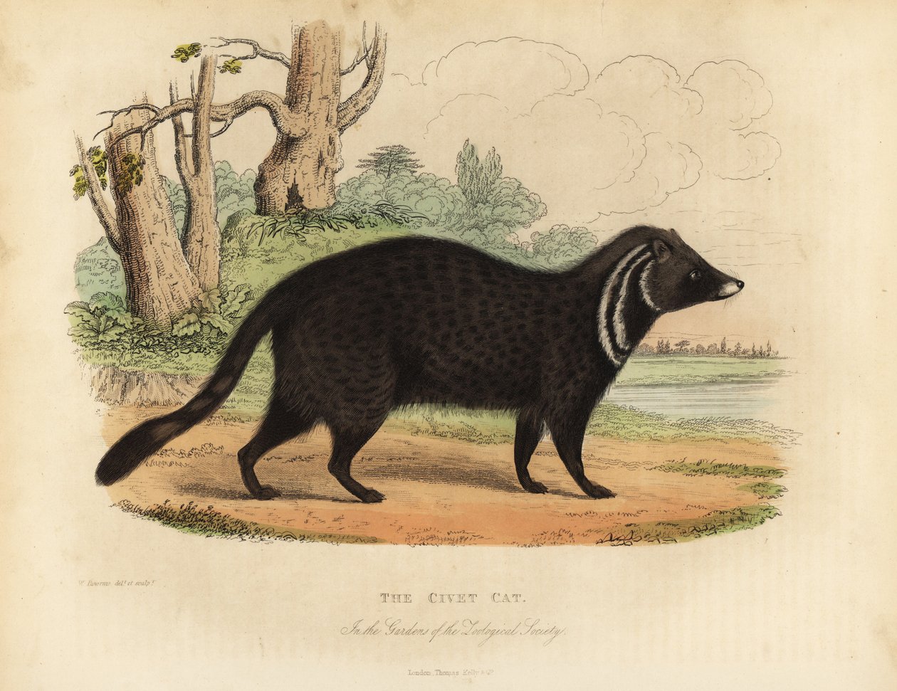 Zibetto africano, Civettictis civetta da William Smellie