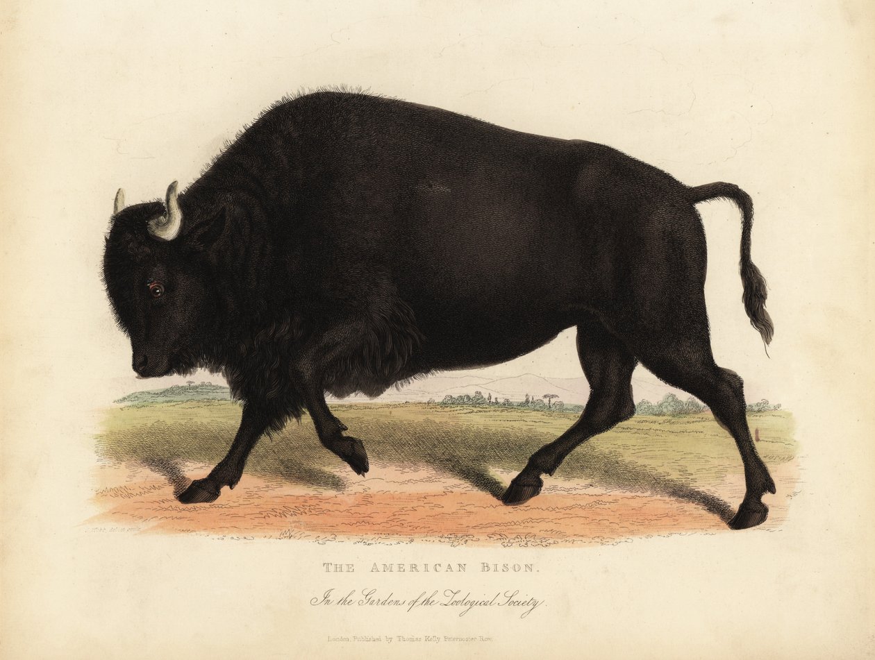 Bisonte americano, Bison bison da William Smellie