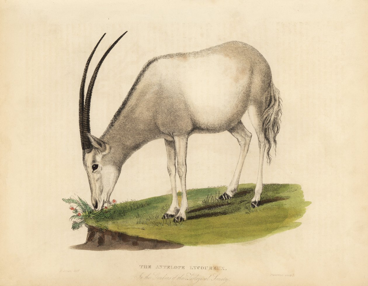 Oryx arabo o oryx bianco, Oryx leucoryx. Vulnerabile da William Smellie