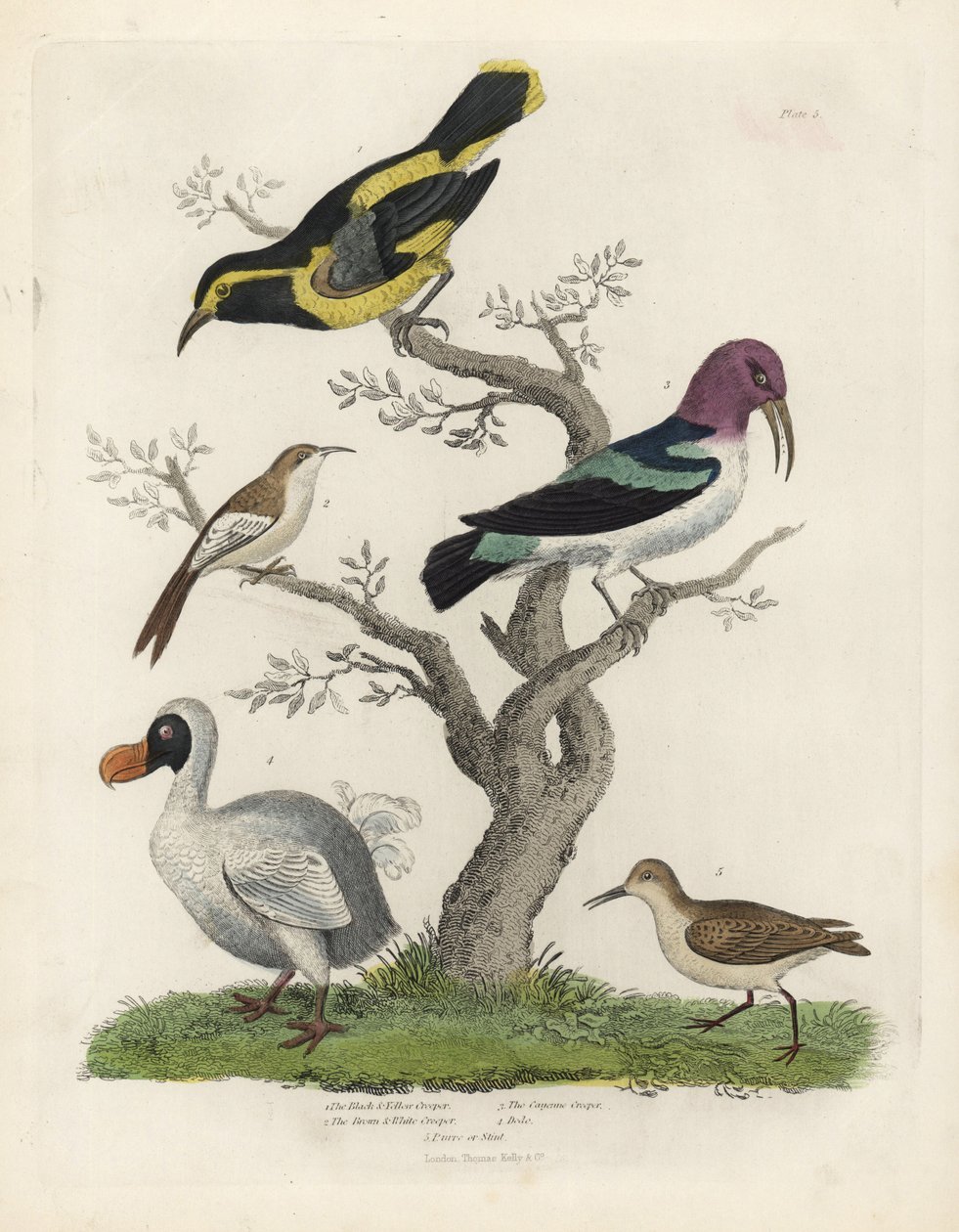 Rampicante nero e giallo, rampicante marrone e bianco, Certhia americana, rampicante di Cayenna, Dacnis cayana, Dodo, Raphus cucullatus, e purre o stint, Calidris alpina. Incisione a mano colorata a rame di un artista sconosciuto dalla Storia Naturale di W da William Smellie