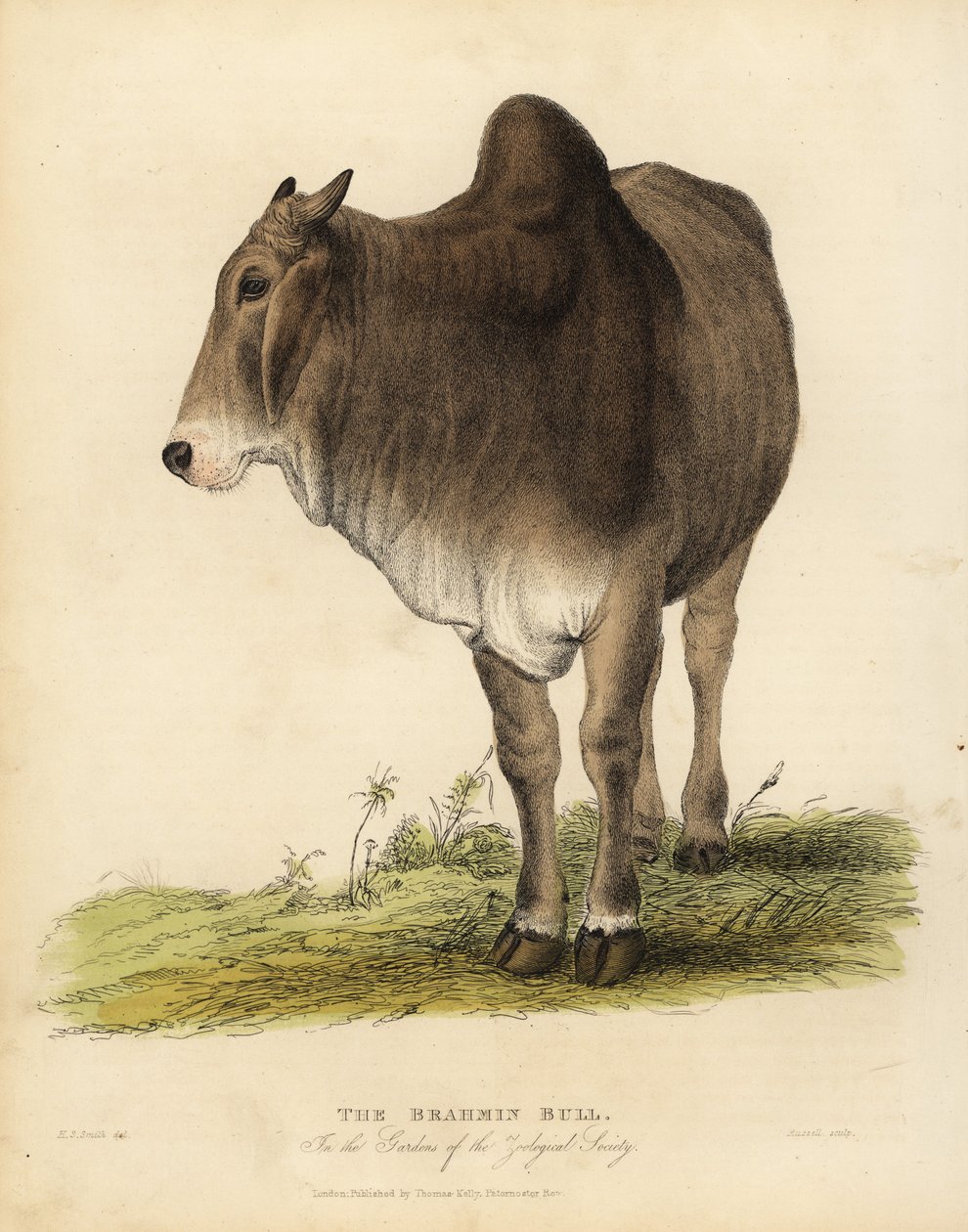 Razza Brahma di zebù, Bos taurus indicus da William Smellie