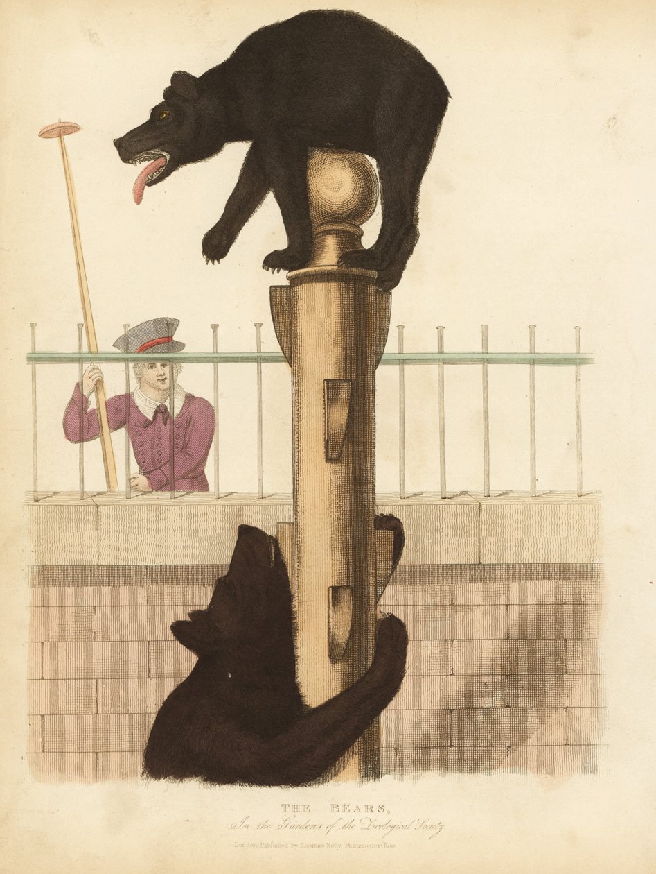 Orso bruno, Ursus arctos da William Smellie