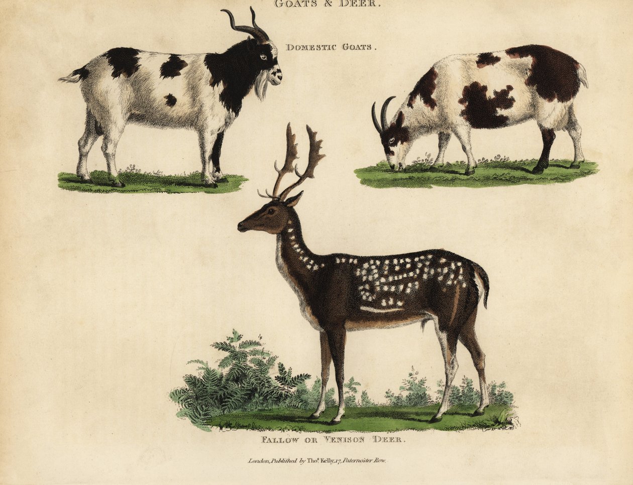 Capre domestiche e cervi daino o venison da William Smellie