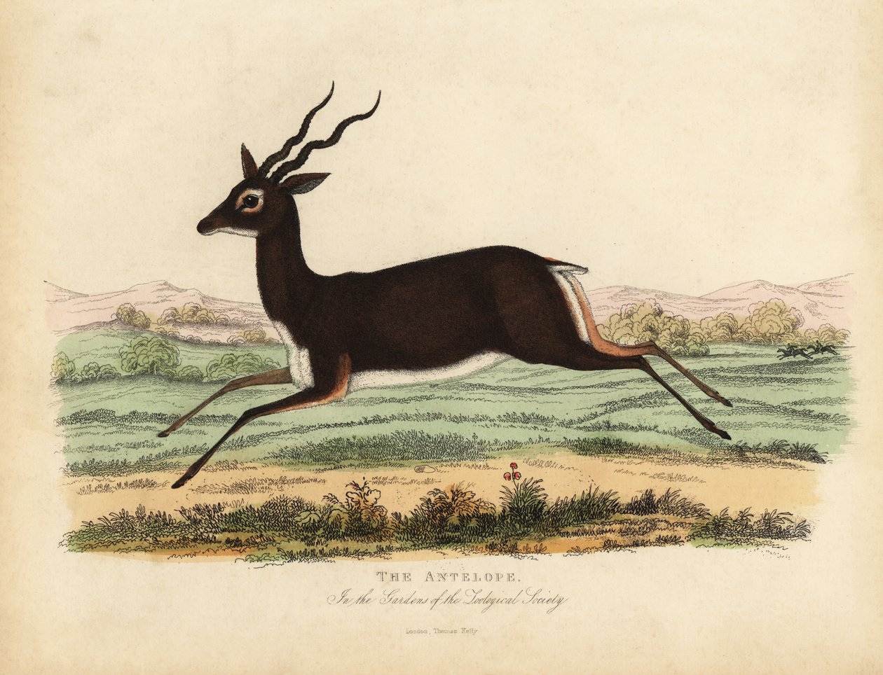Antilope indiana o cervicapra, Antilope cervicapra da William Smellie