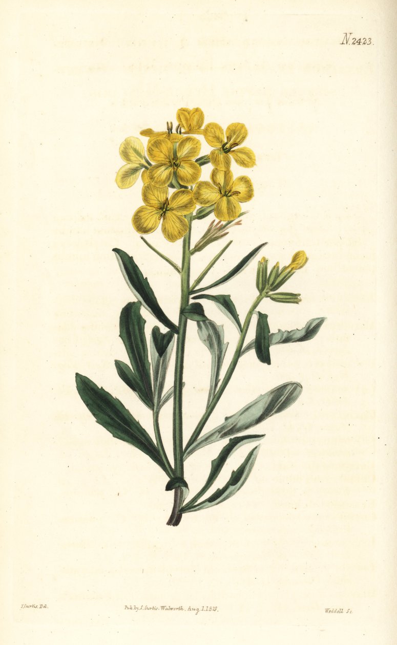 Violaciocca odorosa, Erysimum odoratum da William Smellie