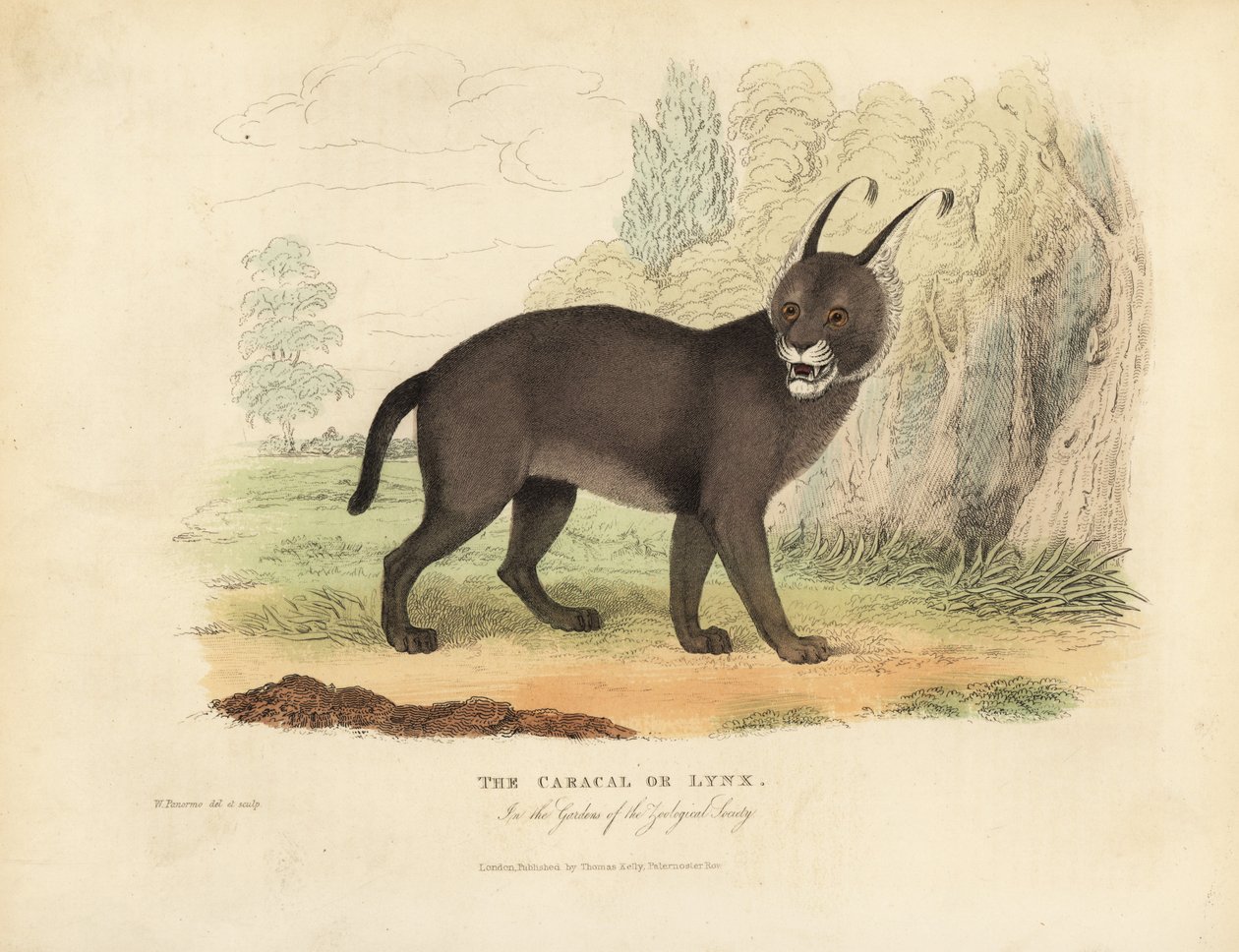 Il Caracal o Lince da William Smellie