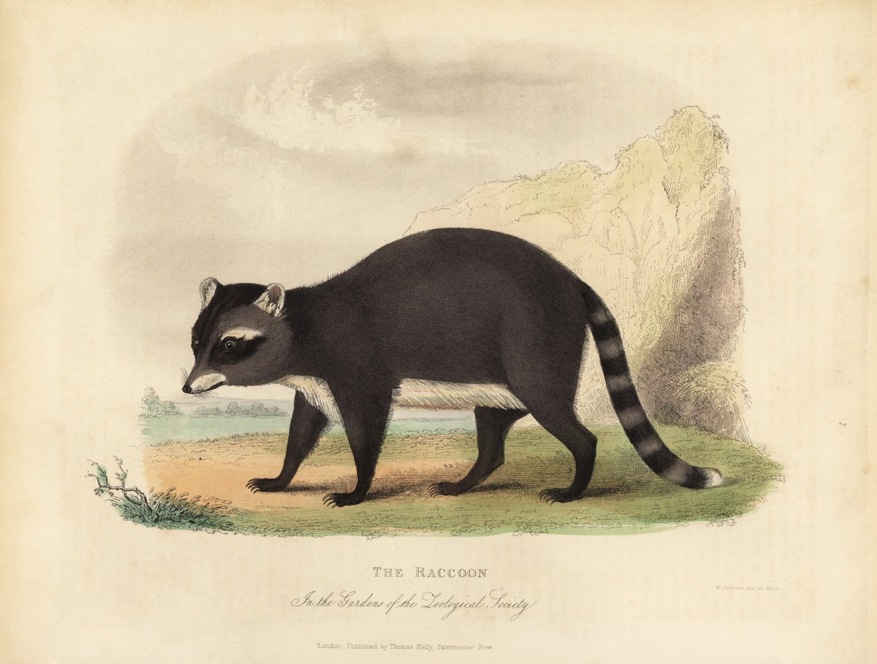 Il Procione, Procyon lotor da William Smellie