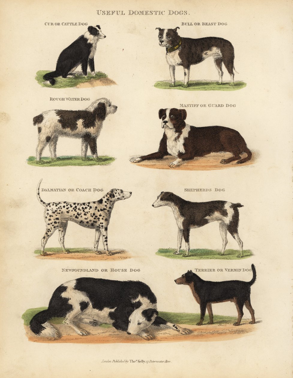 Cani domestici utili, Canis lupus familiaris da William Smellie