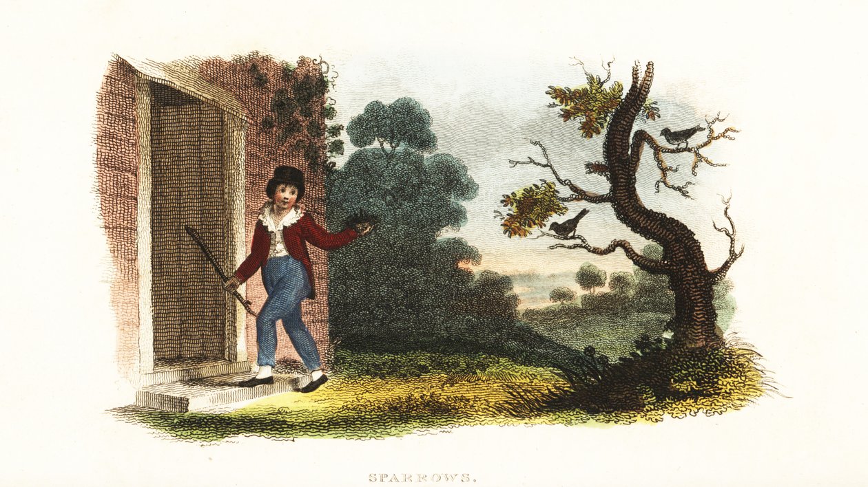 William Smellie, da ragazzo, che prende un nido di giovani passeri dai loro genitori in un esperimento da William Smellie
