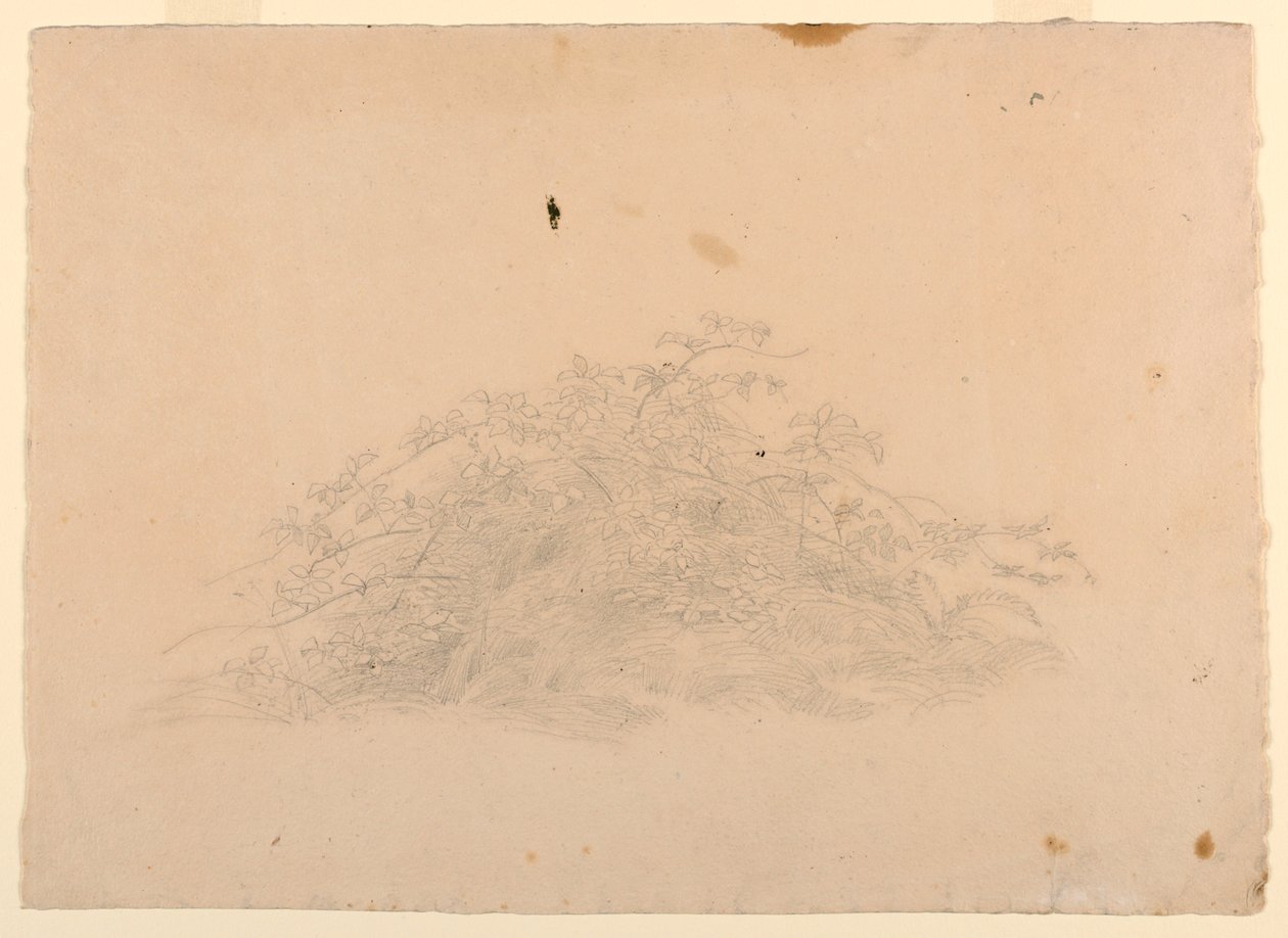 Studio del fogliame da William Stanley Haseltine