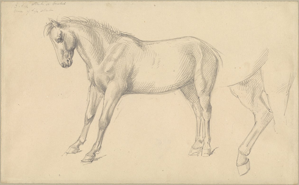 Studi di un Pony da William Strutt