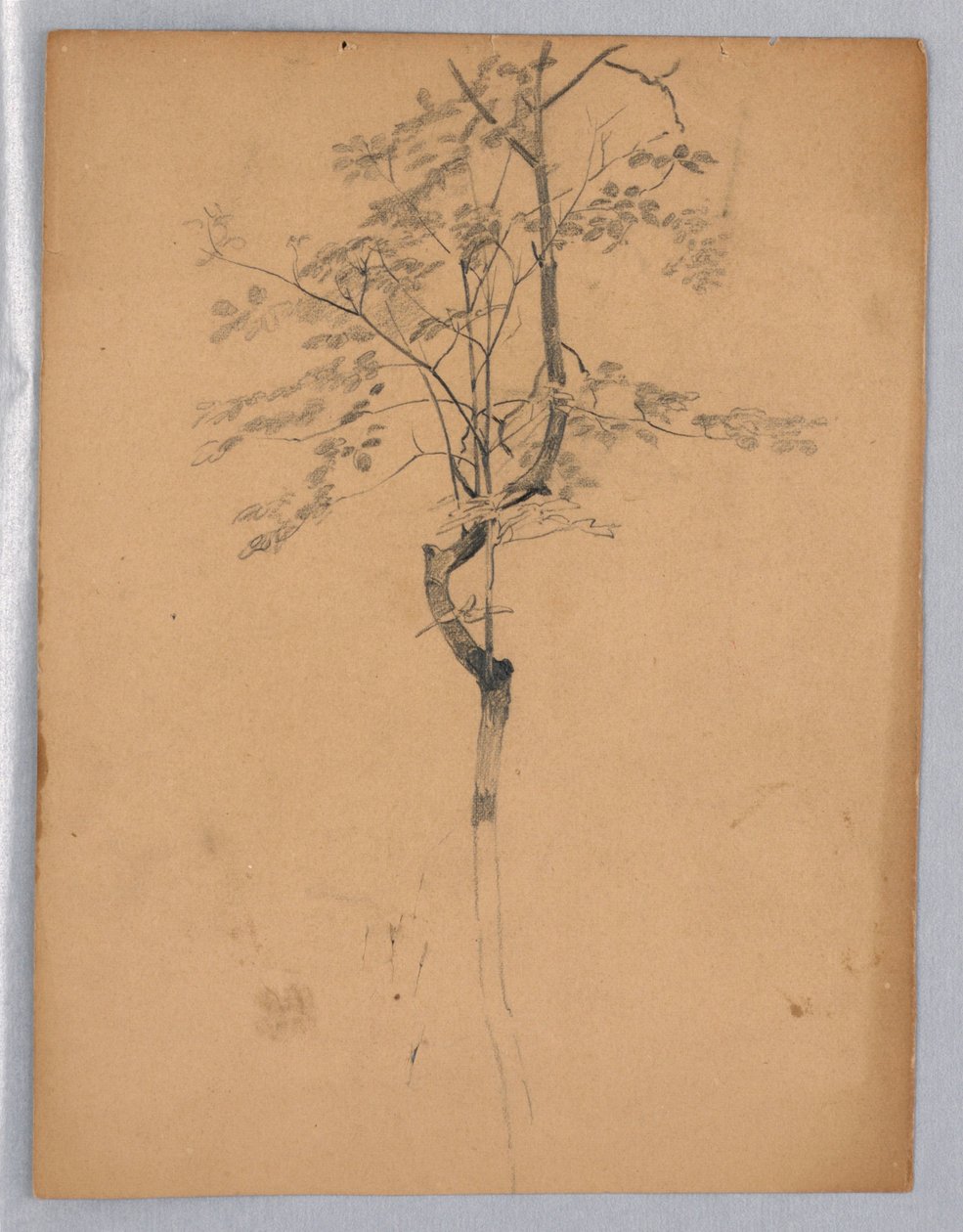 Studio di Foliage da William Trost Richards