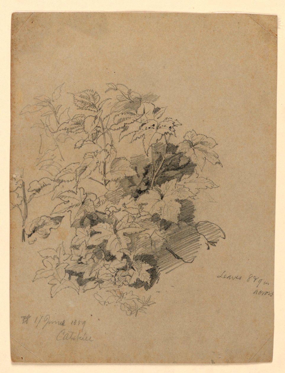 Studio di Foliage da William Trost Richards