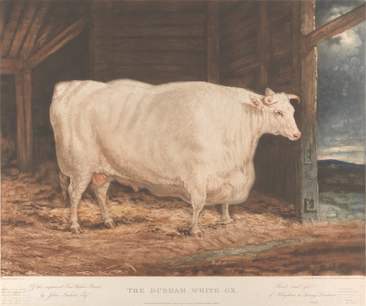 Il Bue Bianco di Durham / Della razza migliorata Tees Water, / di John Nesham, Esqr. / Allevato e nutrito / di Houghton le Spring, Durham da William Ward