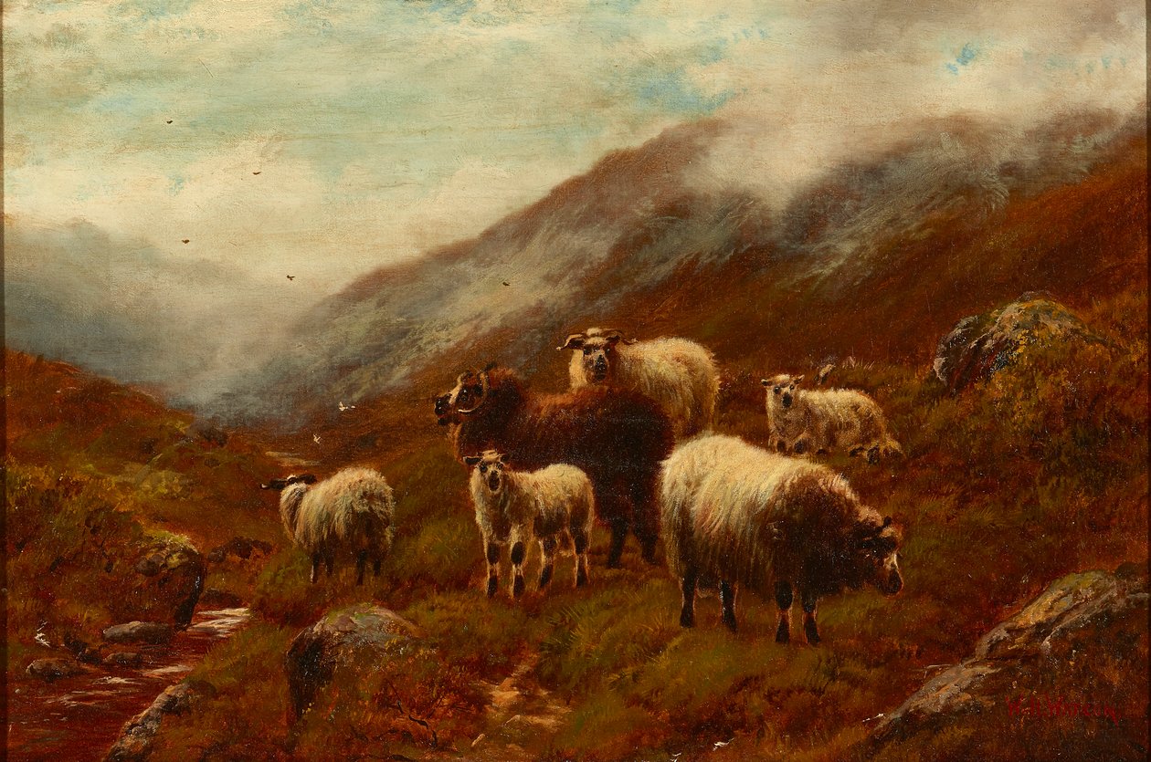 Pecore delle Highlands su una collina da William Watson