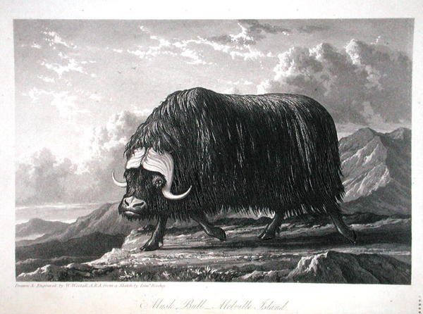 Toro muschiato, Isola di Melville, da Journal of a Voyage for the Discovery of a North West Passage from the Atlantic to the Pacific performed in the Years 1819-20, di William Edward Parry, pubblicato 1821 da William Westall