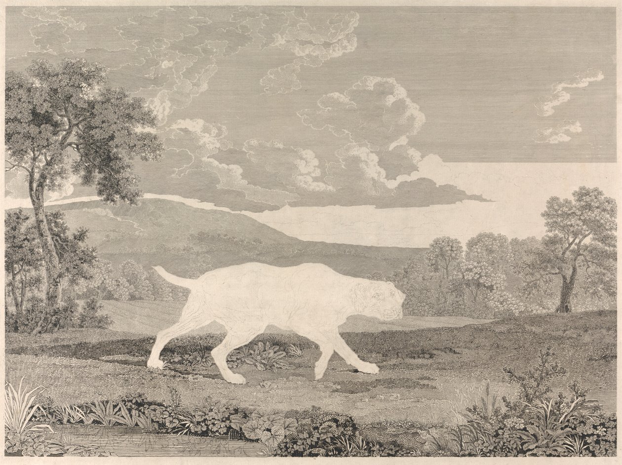 Il Cane da Caccia Spagnolo da William Woollett