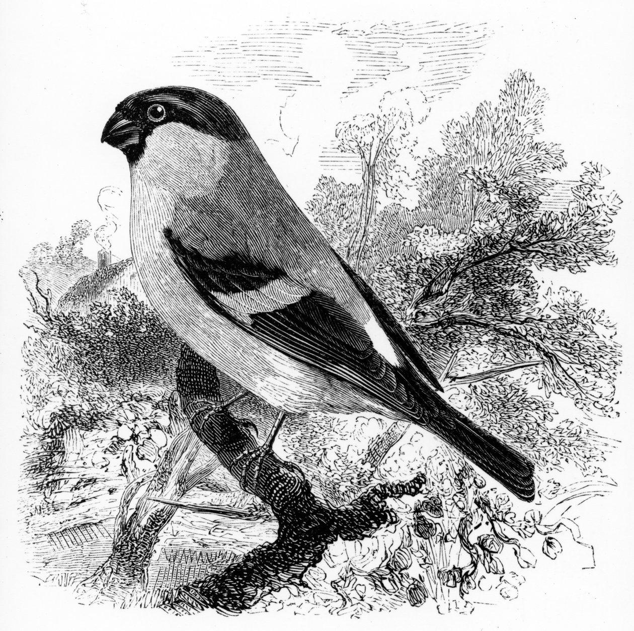 Il fringuello, illustrazione da 