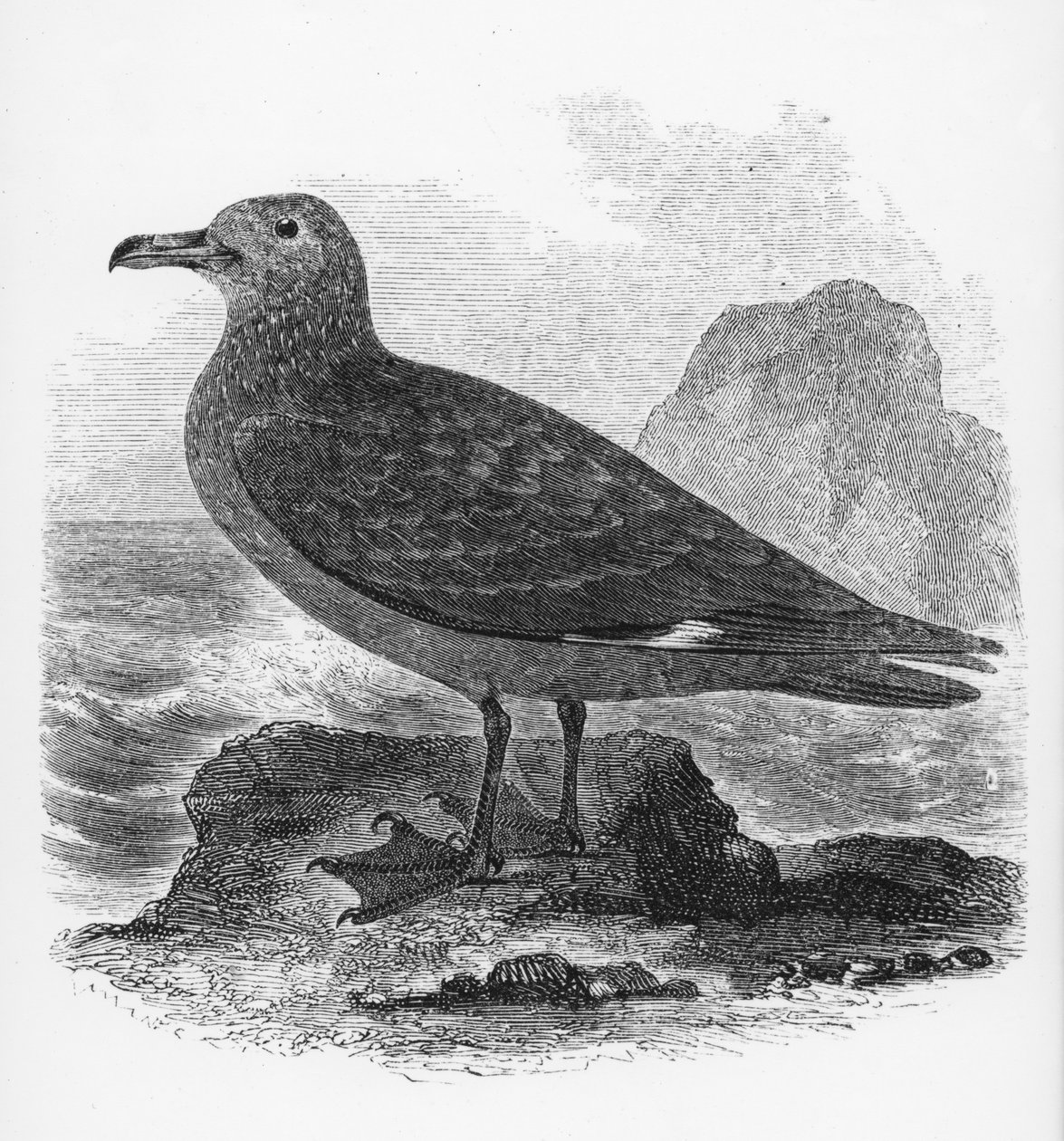 Lo skua comune, illustrazione da 