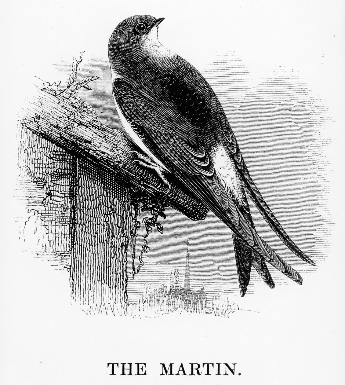 Il martin pescatore, illustrazione da 
