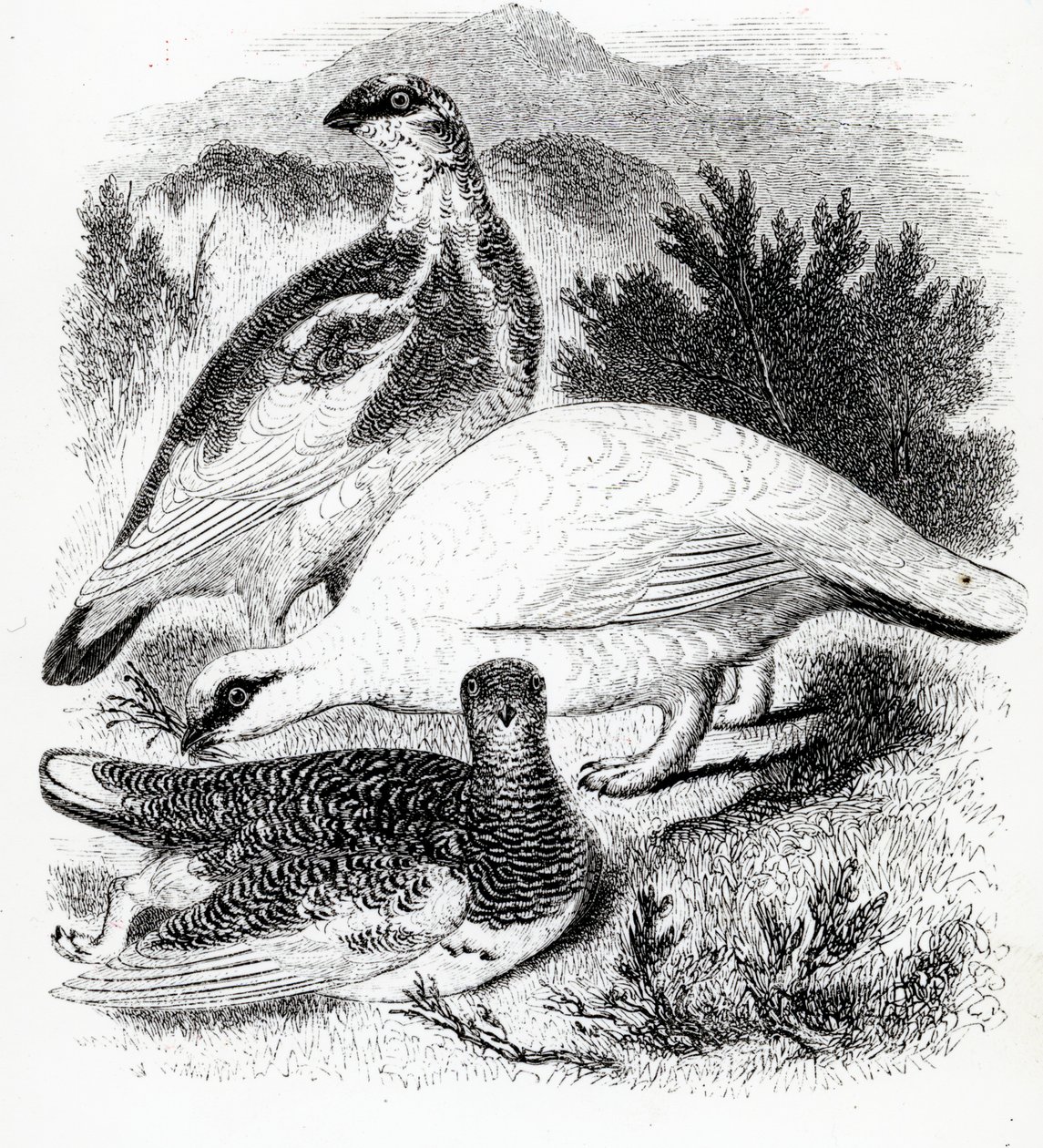La Pernice Bianca, illustrazione da 