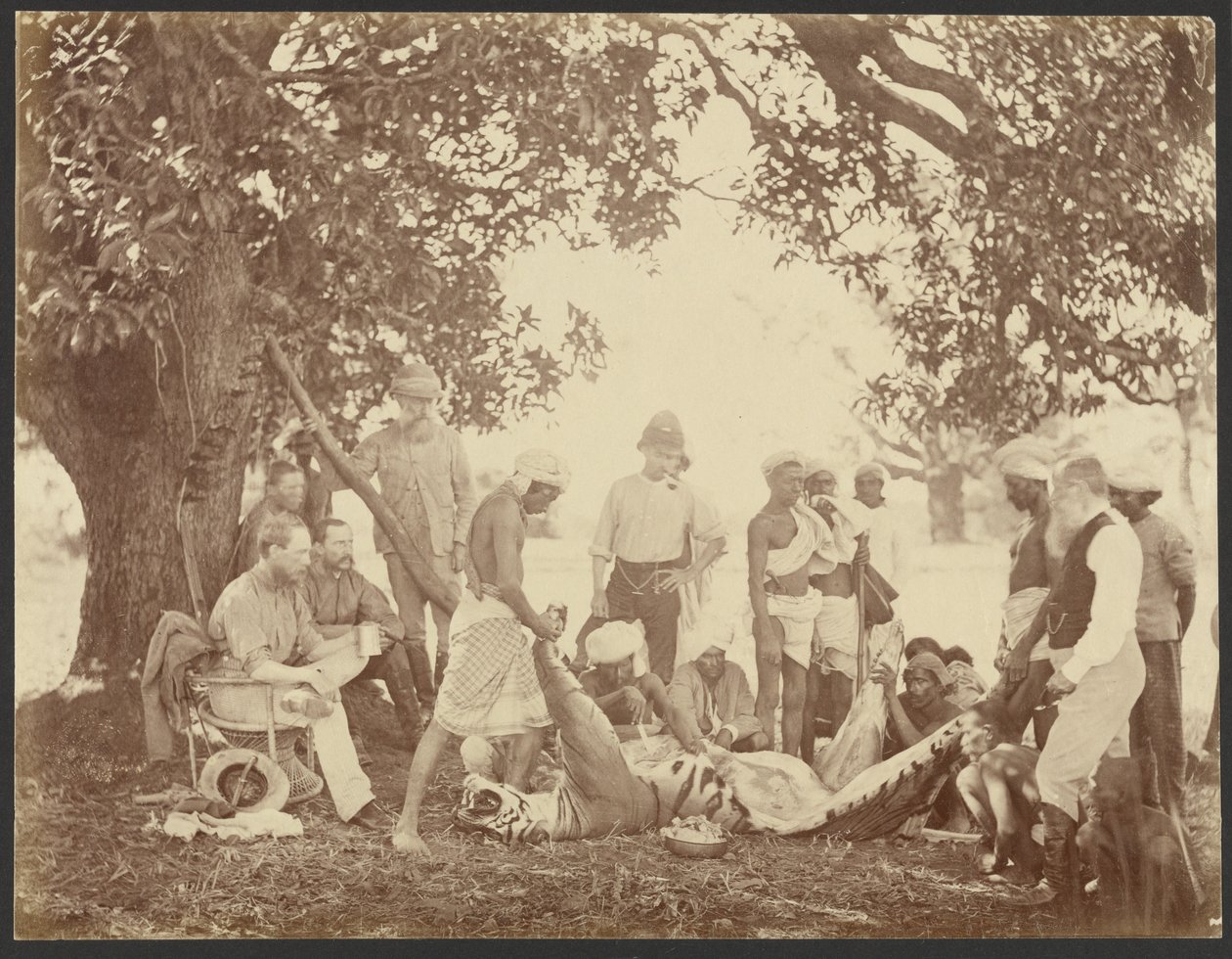 [Carcassa di tigre] da Willoughby Wallace Hooper