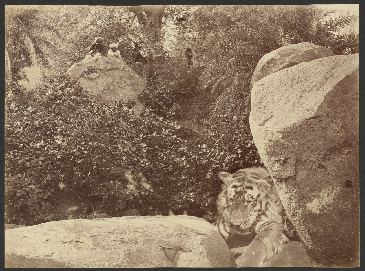 [Tigre sulle rocce] da Willoughby Wallace Hooper