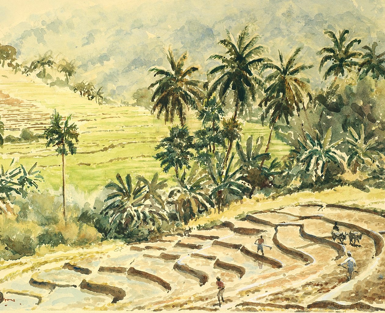 741 Dunhinda, preparazione dei campi di riso da Wilson Clive