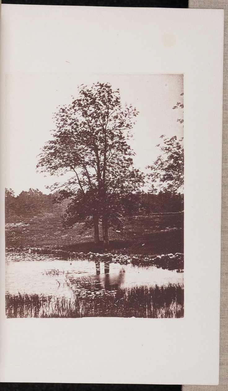 Frassini sulle rive del Turtle Pond, a Beverly da Wilson Flagg